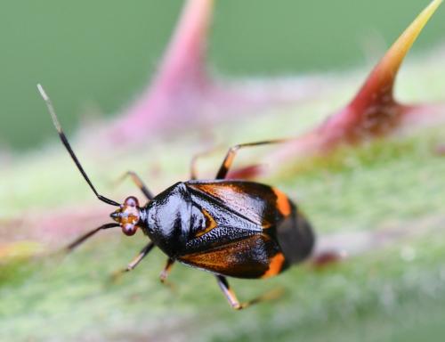 Réf. 274 202 : Deraeocoris ruber